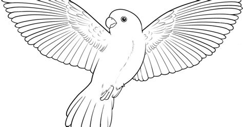 simple flying bird drawing amazing wallpapers