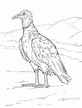 Gieren Colorare Geiern Malvorlage Gallinazo Vulture Avvoltoio Lusso Stemmen Stimmen sketch template