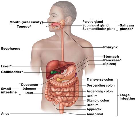 alimentary canal organs length parts layers and functions