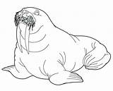 Walrus Coloring Pages Arctic Getcolorings Color Printable sketch template