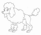 Poodle Coloring Pages Toy Printable Labradoodle French Getcolorings Standard Getdrawings Colorings Template sketch template