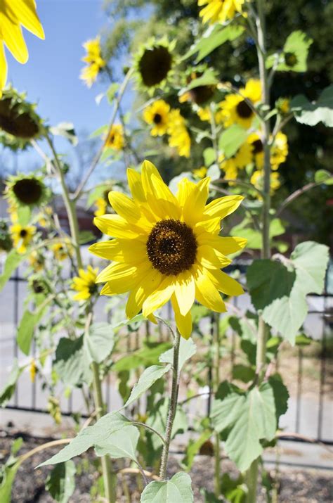 time growing sunflowers pretty happy   results gardening