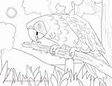 Macaw Scarlet Hyacinth sketch template