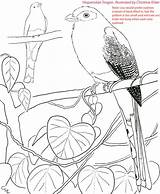 Trogon Hispaniolan sketch template