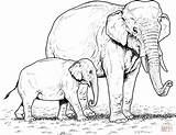Elephant Coloring Baby Supercoloring Hayvan Elephants Kaynak Mother Indian sketch template