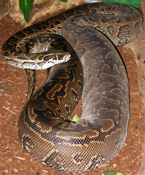 species  boas  pythons amazing snakes anaconda snake green