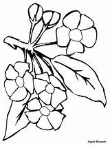 Coloring Pages Blossom Apple Flowers Flower Drawing Bluebonnet Appleblossom Clipart Draw Cliparts Dead Texas Print Clip Drawn Az Library Clipartbest sketch template