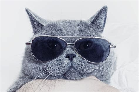 Cat With Sunglasses Wallpapers Top Free Cat With Sunglasses