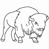 Bison Outline Coloring Drawing Skull Color Clipart Size Getdrawings Print sketch template