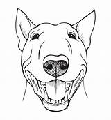 Terriers Pitbull Rolig Framsida Fronte Divertente Vetores Engraçada Vetoriais Clavos Bensinan Perro sketch template