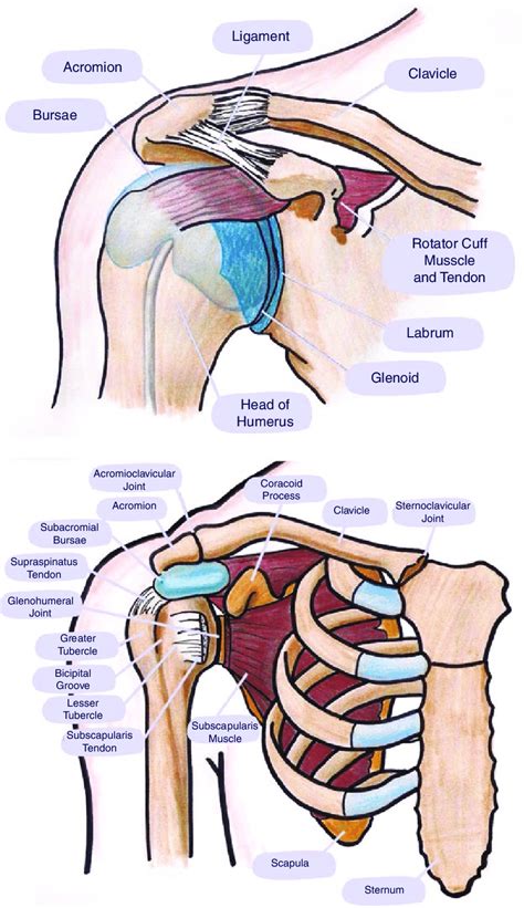anatomy   shoulder joint  scientific diagram