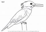 Kingfisher Draw Belted Drawing Step Birds Bird Drawings Kids Pencil Tutorials Drawingtutorials101 Improvements Necessary Finish Make Tutorial Choose Board Animals sketch template