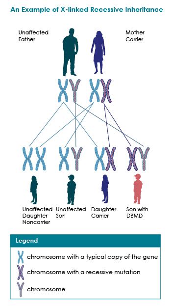 Gallery X And Y Chromosomes Chart