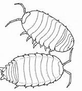 Roly Poly Pill Insect Sowbug Pillbug Getdrawings sketch template