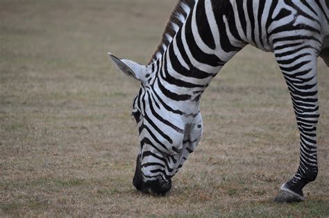 zebra grazing  photo  freeimages