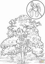 Coloring Magnolia Southern Tree Pages Tulip Poplar Flower Trees Drawing Printable Color Getcolorings Leaves Colorings Colo Template Getdrawings Categories sketch template