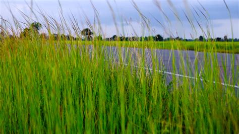 roadside grass  norra card sustainable greeting cards