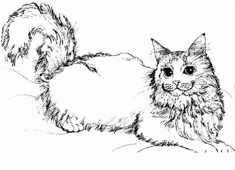 realistic cat coloring pages  adults clip art library
