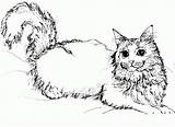 Coloring Cat Pages Popular sketch template