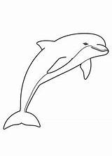 Dolphin Coloring Pages Da Delfini Colorare Disegni Di Printable Kids sketch template