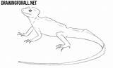 Basilisk Lizard Draw Drawingforall Carefully Outlines Guidelines Unnecessary Lines Clear Dark Body Help sketch template