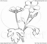 Buttercup Flower Clipart Plant Coloring Cartoon Outlined Vector Picsburg Clipartof Flowers Drawings Line Choose Board sketch template