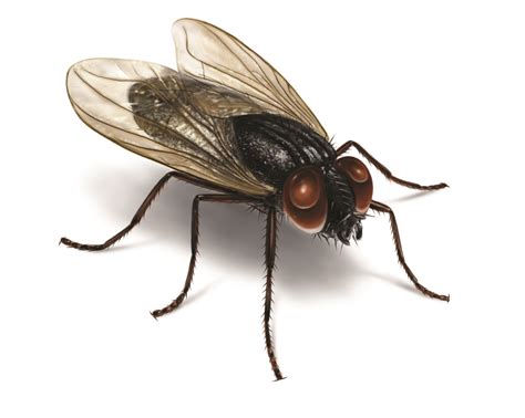 types  house fly species infestations
