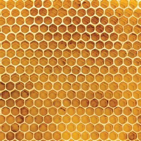 natural honeycomb scrapbook  family tree