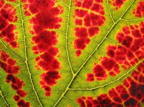 science   leaves change color  autumn