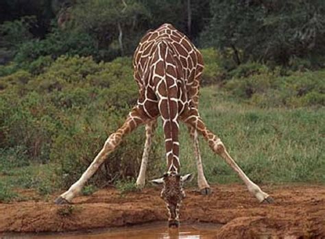 giraffe yoga images riddleglen