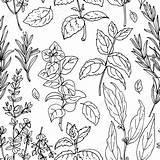 Basil Drawing Spice Spices Plant Drawings Getdrawings Herb Herbs Paintingvalley Drawn sketch template