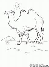 Cammello Colorare Camelo Kolorowanka Wielbłąd Cammelli Malvorlagen Colorkid Gnou Colorir Animali Kids Selvatici Zwierzęta sketch template
