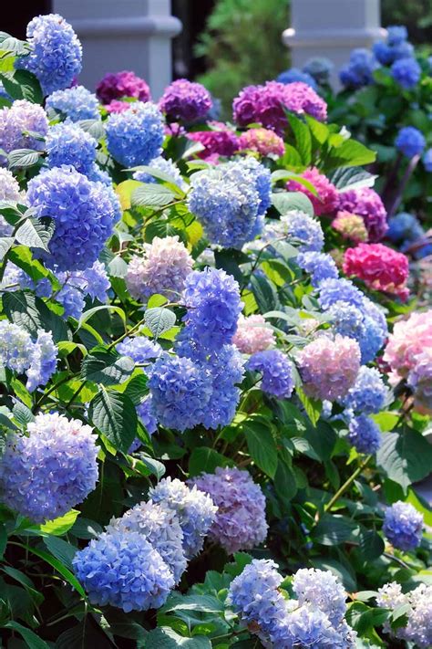 hydrangea varieties  home landscaping gardeners path