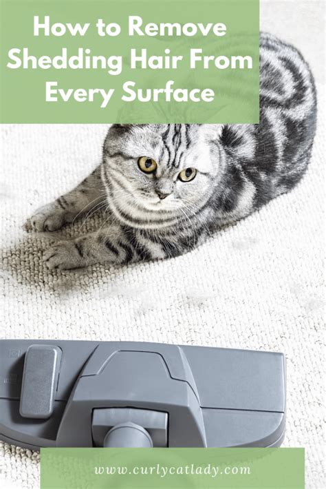 how to remove shedding cat hair from every surface cat hair removal