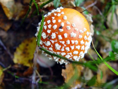 poisonous mushroom  photo  freeimages