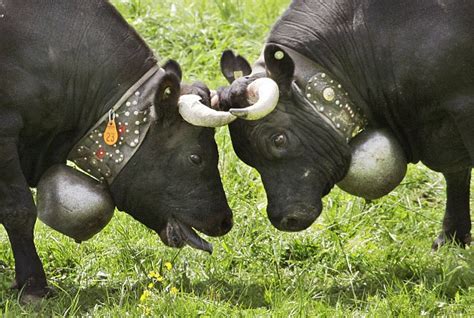 stop the toll of the bells swiss cattle are being made