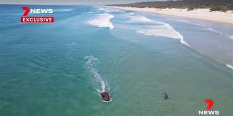 drone footage  shark attack reveal wildlife harassment dronedj