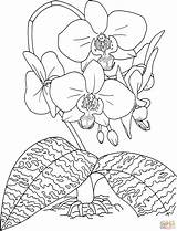 Cattleya Orchids Phalaenopsis Rosy Schilleriana Moth sketch template