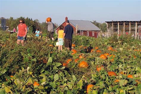 Pick Your Own Pumpkins At Our Saratoga Farm