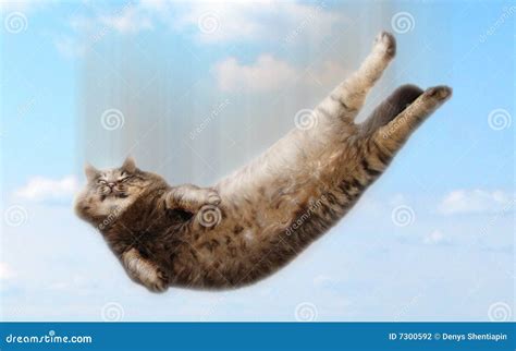 funny falling cat stock photo image  humour flight