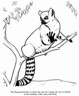 Coloring Lemur Pages Drawing Animal Drawings Ring Tailed Printable Animals Kids Colouring Lemurs Outline Wild Ringtail Honkingdonkey Print Madagascar Identification sketch template