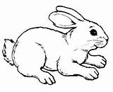 Coniglio Rabbit Colorare Erbivori Coniglietti Disegno Coloradisegni Pages2color Rabbids Elegante Cookie sketch template
