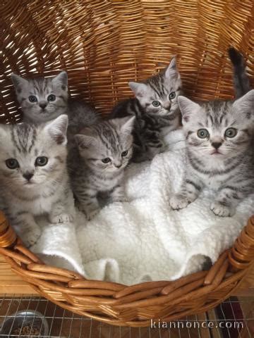 chatons british shorthair  donner  vendre  laon loisirs animaux