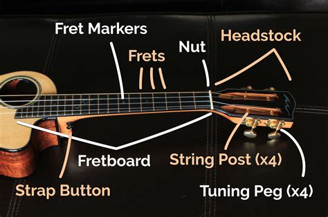 parts   ukulele  detailed guide  ukulele