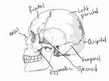 Coloring Anatomy Skull Pages System Skeletal Muscular Human Skeleton Bones Drawing Bone Printable Diagram Getdrawings Awesome Getcolorings Rocks Thingkid Imagixs sketch template