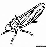 Leafhopper Coloring Insect Pages Designlooter Online 565px 56kb Drawings sketch template