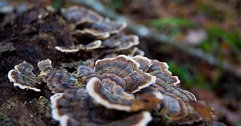 turkey tail mushrooms imgur