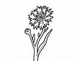 Coloring Cornflower Plants Coloringcrew Pages sketch template