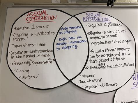 Asexual Reproduction Worksheet 7th Grade Answer Key