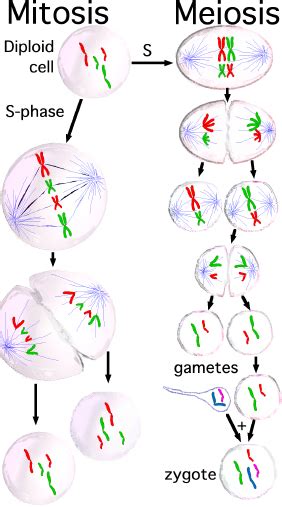 meiosis and gametogenesis biology i laboratory manual